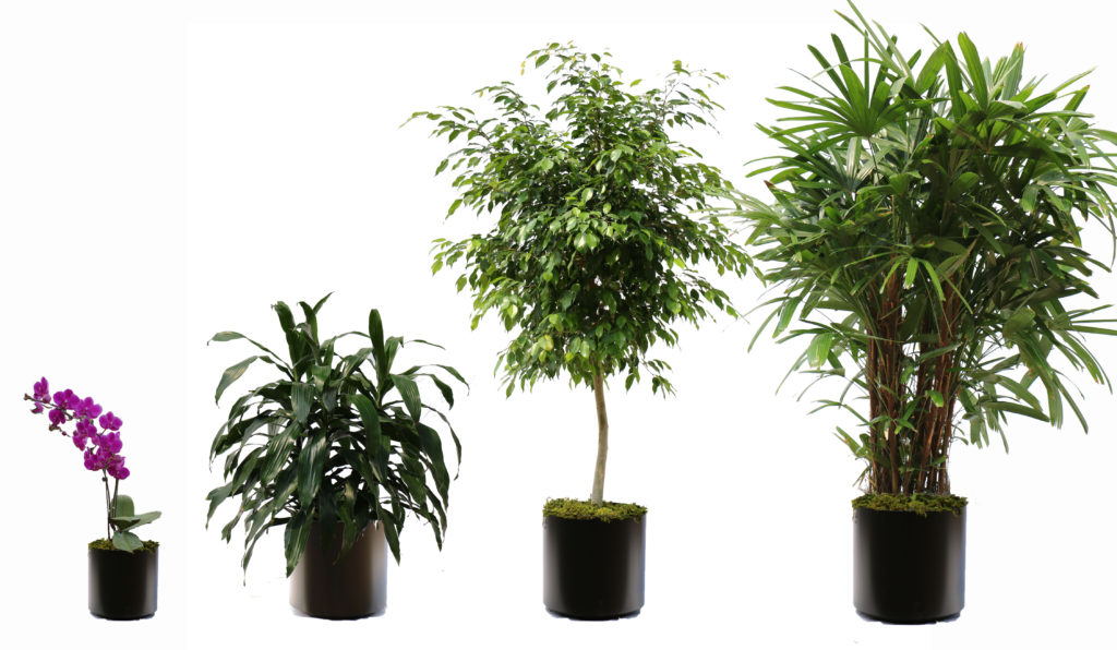 10 Secrets for Professional Looking Indoor Plants