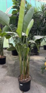 Bird of Paradise 14"