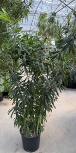 Dracaena Reflexa 14"