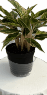 Aglaonema Pink Siam 6"