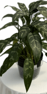 Aglaonema Emerald Beauty 6"
