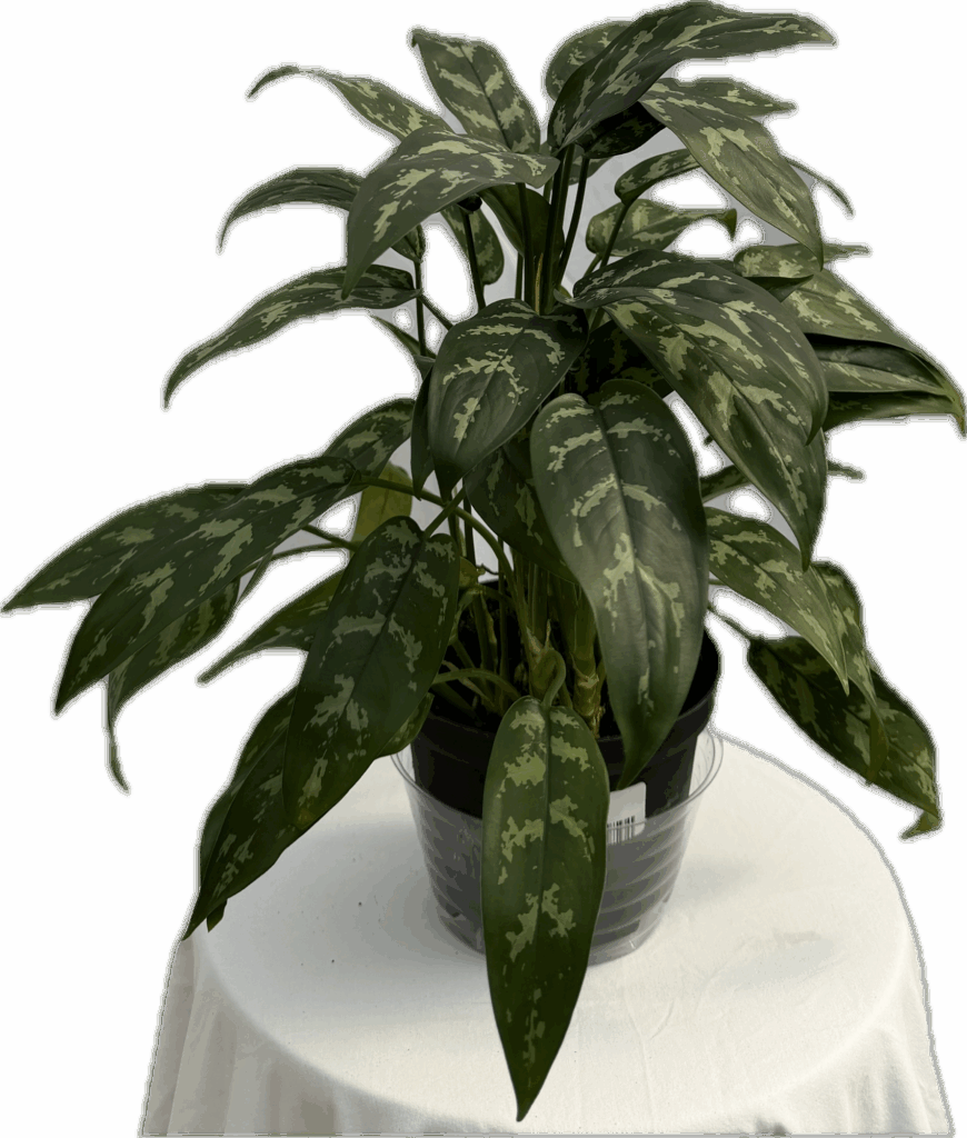 Aglaonema Emerald Beauty 6