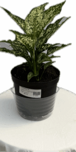 Aglaonema "Thai Snowflake" 6"