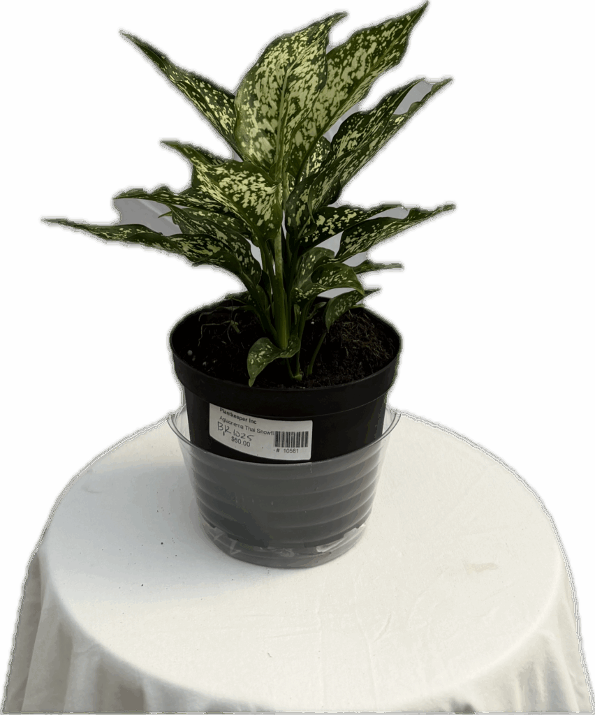 hanging planter rattan Hanging Water Hyacinth Planter  NAVA
